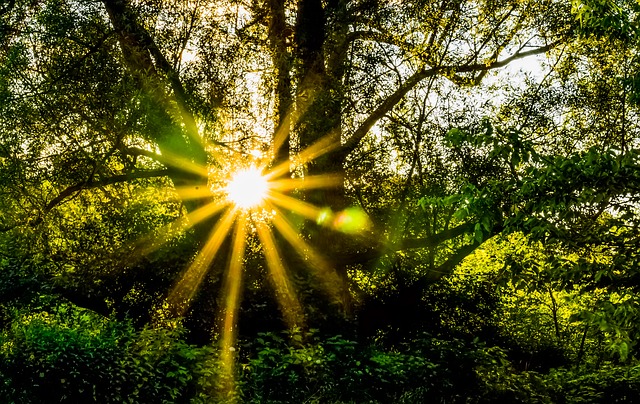 sunlight beaming through a dense forest