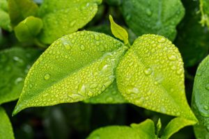 green leaves with droplets of water on them