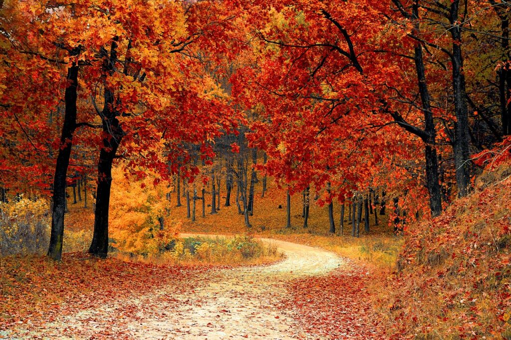 A leaf-covered landscape of a path through a bright woods.  Autumn colors of red, orange, and brown abound.